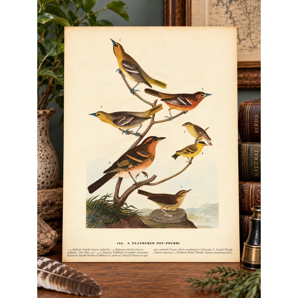 1941 Vintage Oriole Thrush Print American Bird Art Illustration Audubon Coastal